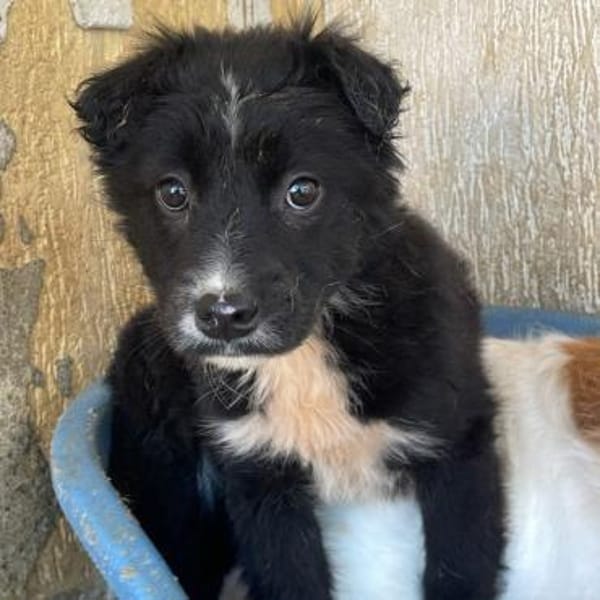 Unique ❤ kleines Welpenmädchen