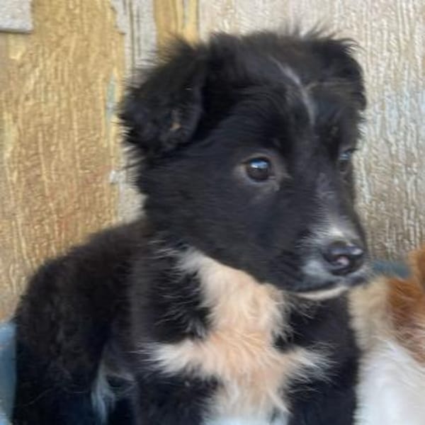 Unique ❤ kleines Welpenmädchen