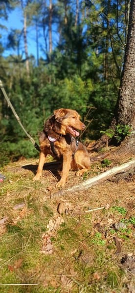 Karlisucht sein Körbchen