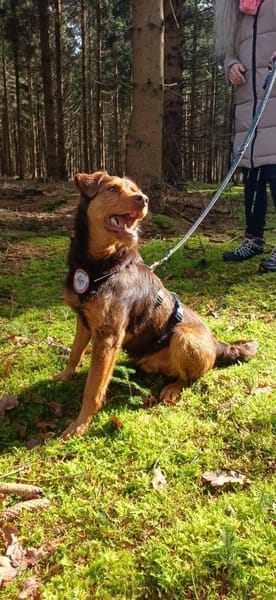 Karlisucht sein Körbchen