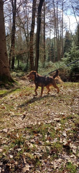 Karlisucht sein Körbchen