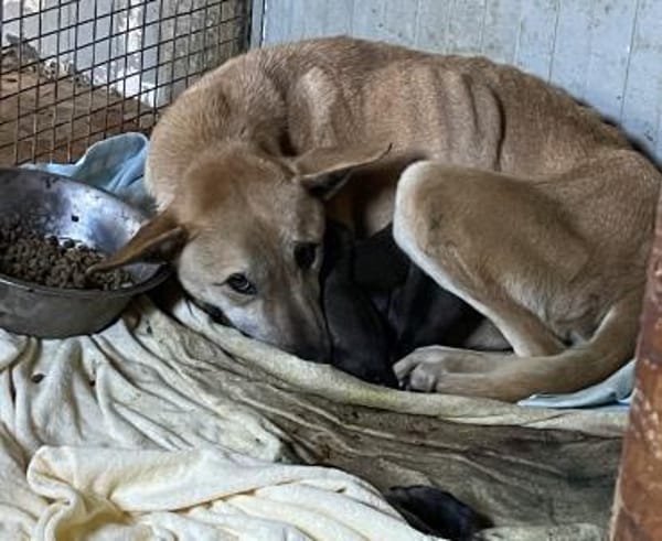 Leni - liebe Hündin (20257 HAMBURG)