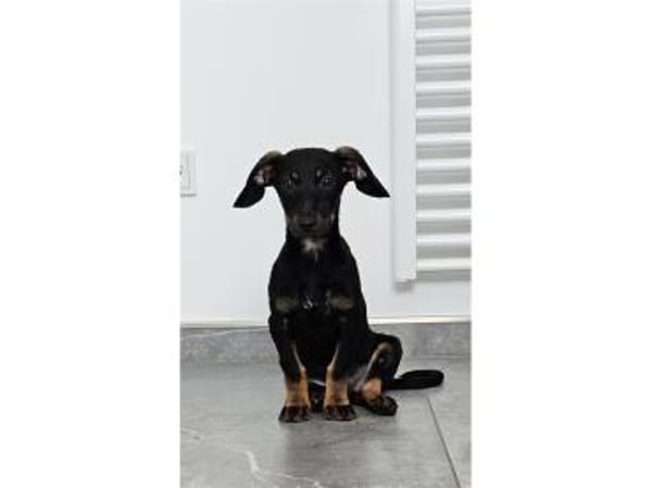 Rosi - wartet in 66773 Schwalbach/Saar