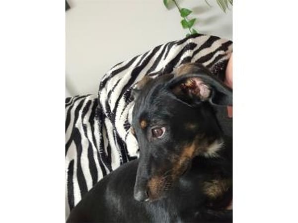 Rosi - wartet in 66773 Schwalbach/Saar