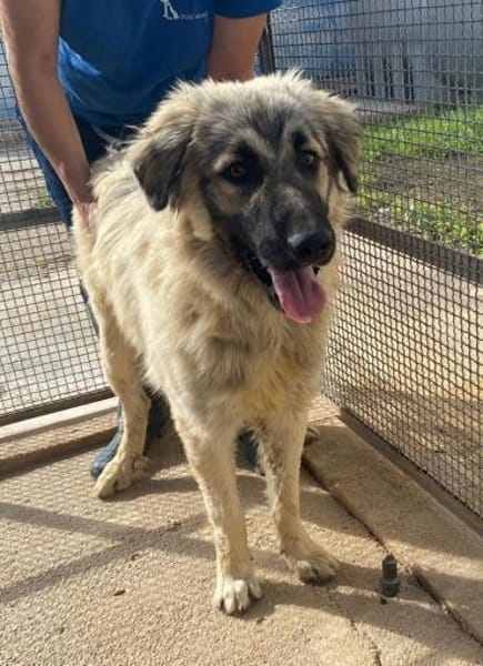 Constantin in der Tierherberge Donzdorf