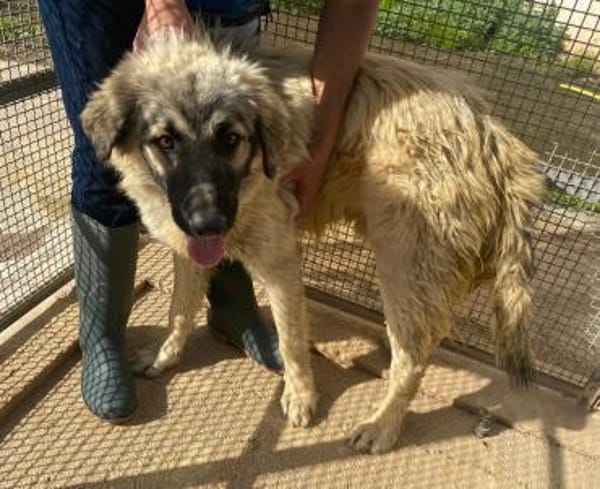 Constantin in der Tierherberge Donzdorf