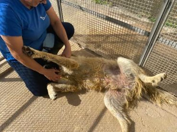 Constantin in der Tierherberge Donzdorf