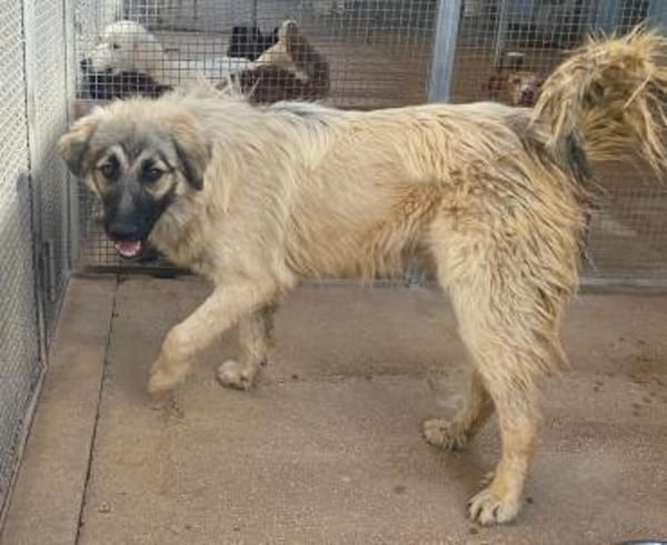 Constantin in der Tierherberge Donzdorf