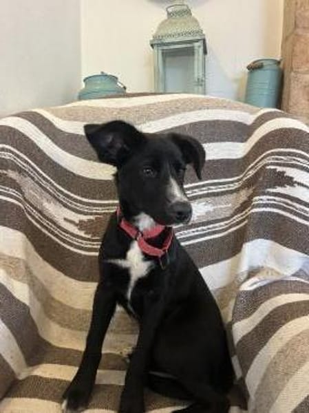 Sanfte Felia wartet in 55131 Mainz