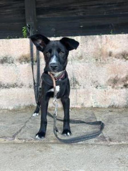 Sanfte Felia wartet in 55131 Mainz