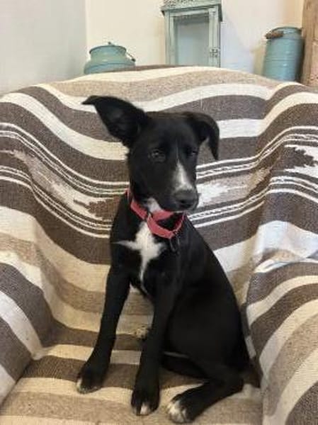 Sanfte Felia wartet in 55131 Mainz