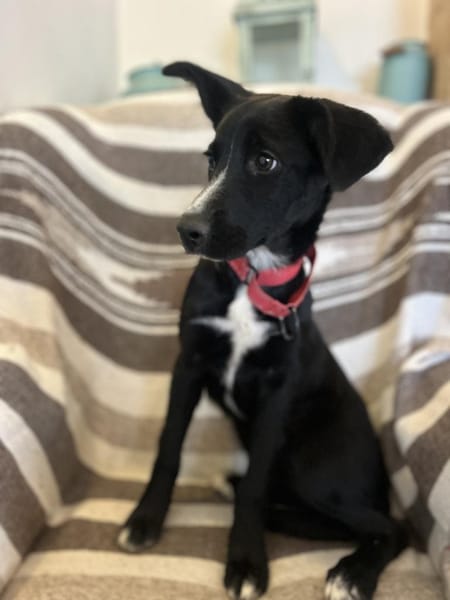 Sanfte Felia wartet in 55131 Mainz