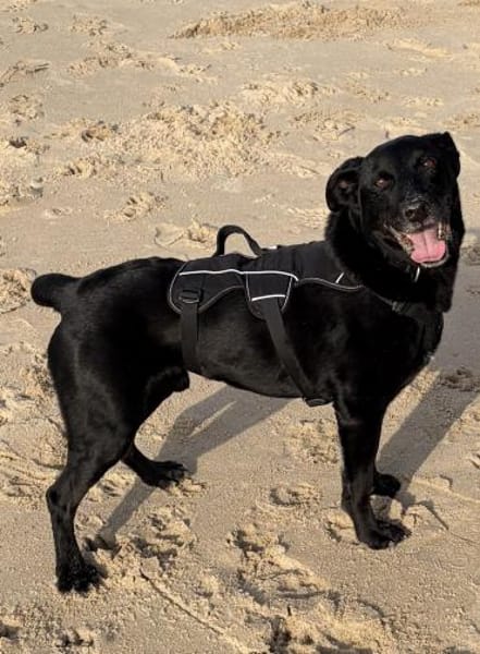 Zorro Labrador Mix Rüde 10Jahre in 72762