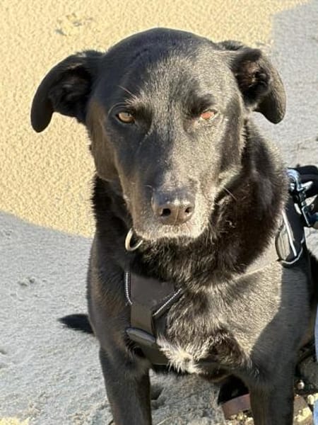Zorro Labrador Mix Rüde 10Jahre in 72762