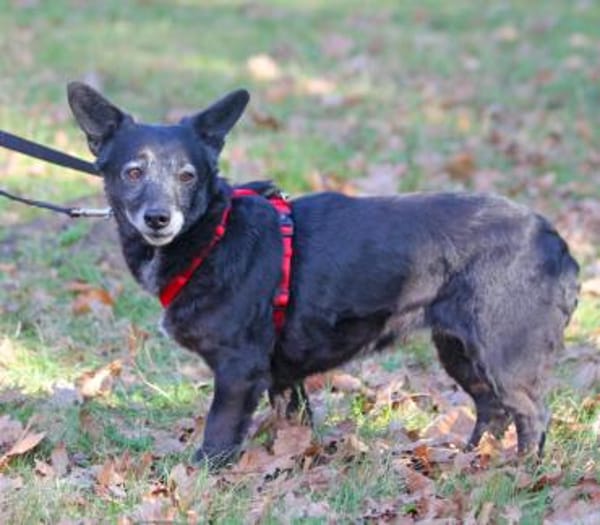 Tonka ist eine liebe Seele