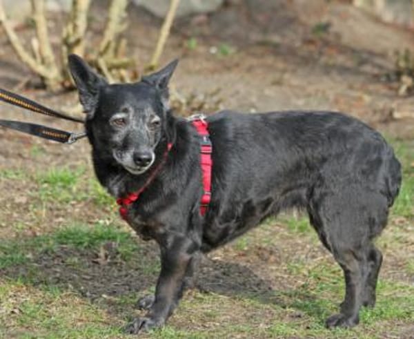 Tonka ist eine liebe Seele