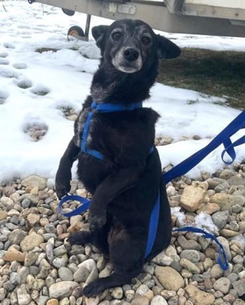 Tonka ist eine liebe Seele