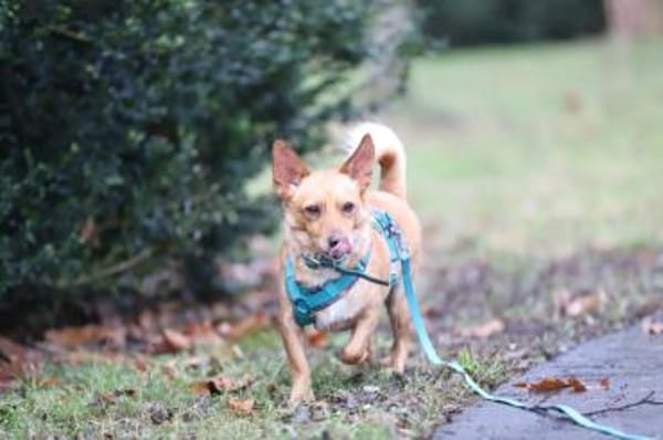 Melanio - wartet in 07907 Schleiz