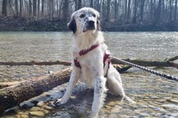 Marte - wartet in 85354 Freising