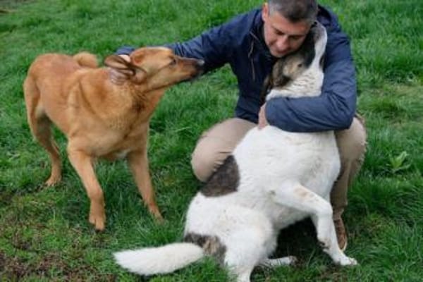 Shar - schmusiges, großes Baby