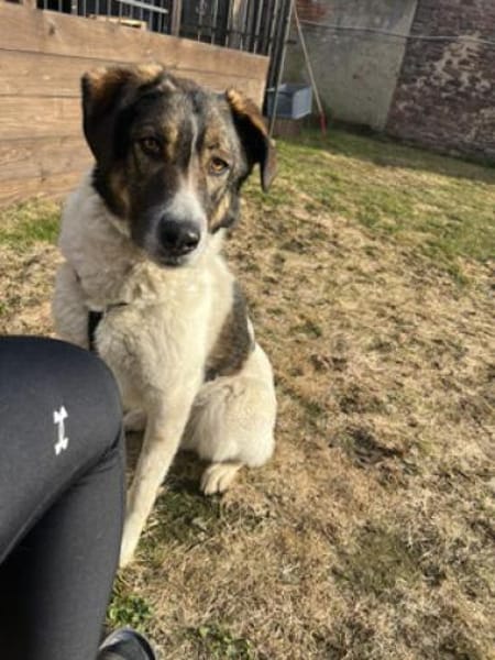 Shar - schmusiges, großes Baby