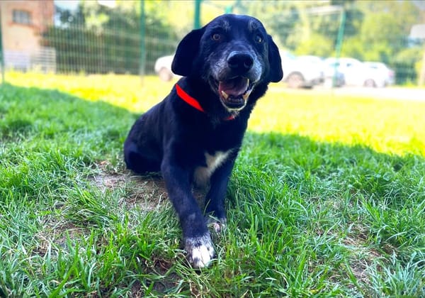 CITIBULE dit BOUBOULE