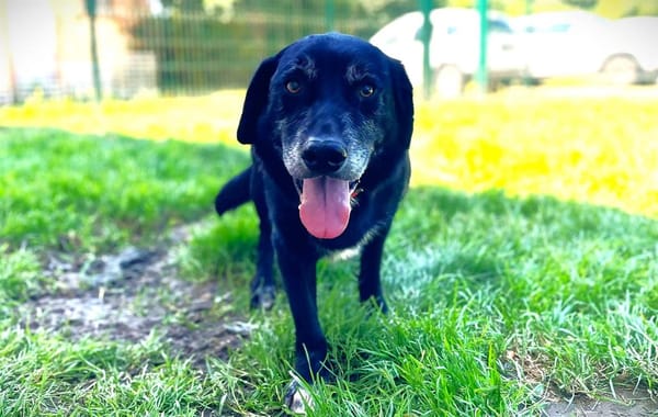 CITIBULE dit BOUBOULE