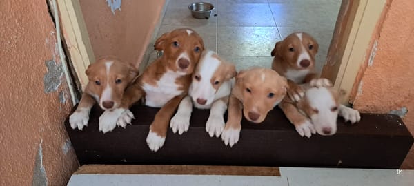 chiots podencos à réserver