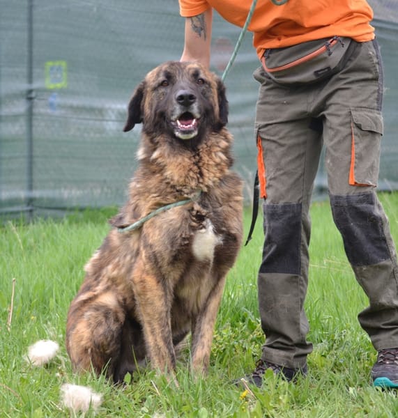 Galindo 4 ans, une merveille ! (ok chat)