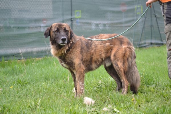 Galindo 4 ans, une merveille ! (ok chat)