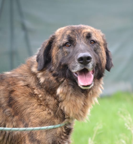 Galindo 4 ans, une merveille ! (ok chat)