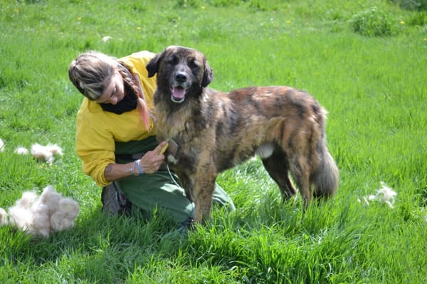 Galindo 4 ans, une merveille ! (ok chat)