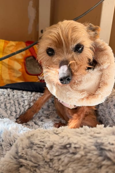 CHISPITAS (Animalea)