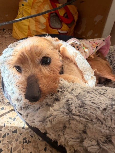 CHISPITAS (Animalea)