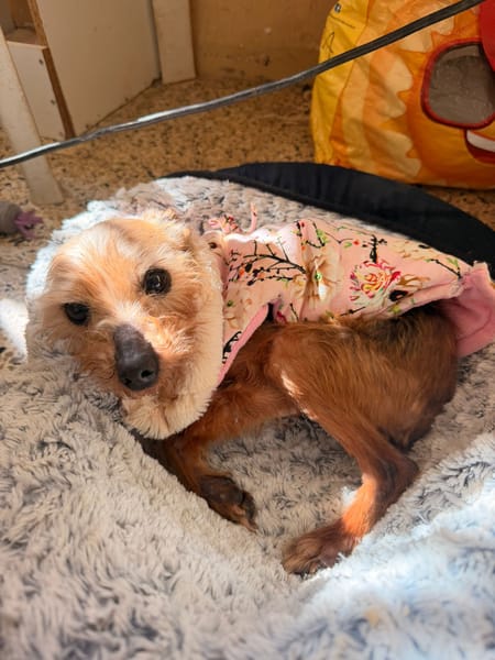 CHISPITAS (Animalea)