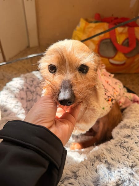 CHISPITAS (Animalea)