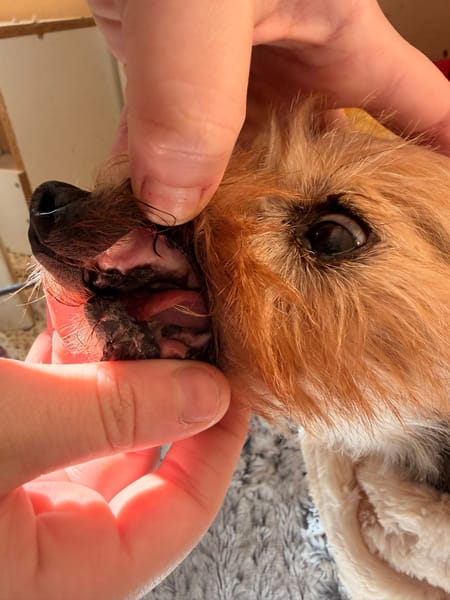 CHISPITAS (Animalea)