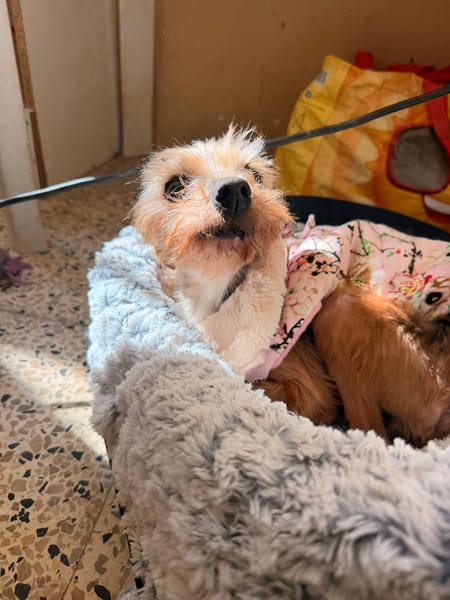 CHISPITAS (Animalea)