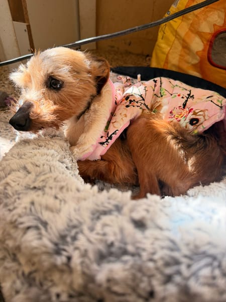 CHISPITAS (Animalea)