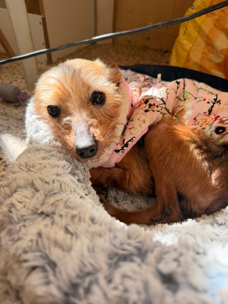 CHISPITAS (Animalea)