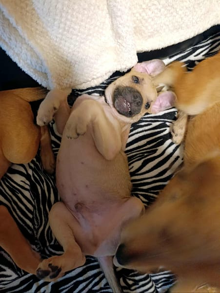 PEPSI LE NOUNOURS GOURMAND