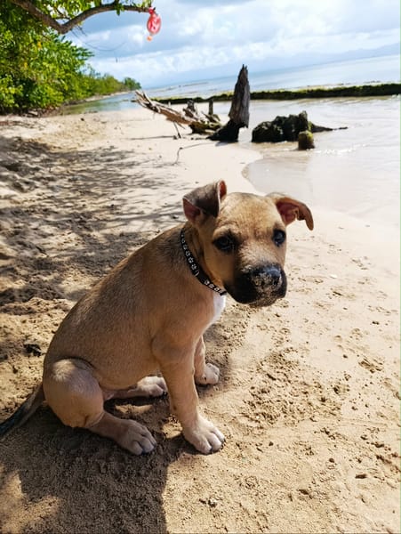 PEPSI LE NOUNOURS GOURMAND