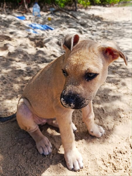 PEPSI LE NOUNOURS GOURMAND