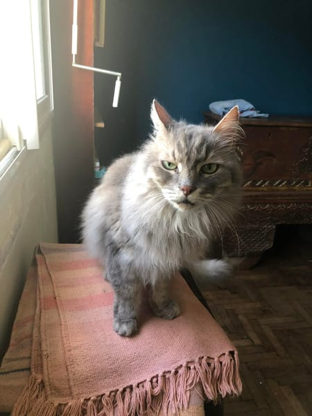 GUAPO croisé angora