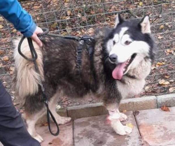 SKATT * freundliche Husky-Mix-Dame