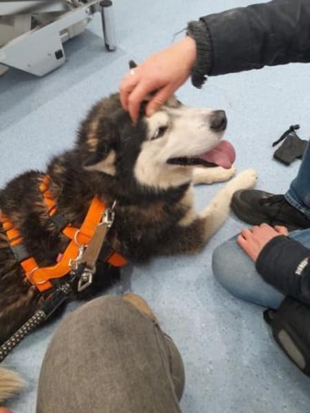 SKATT * freundliche Husky-Mix-Dame