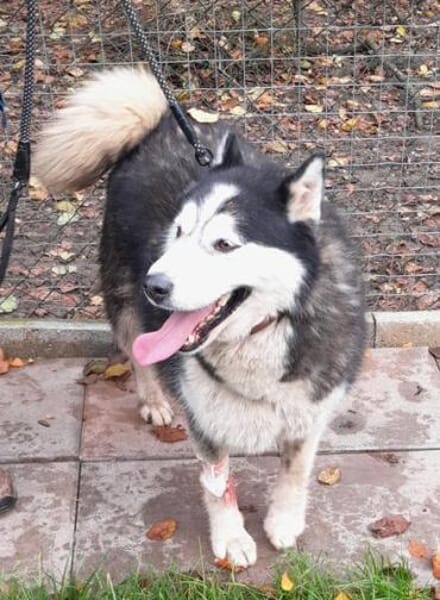 SKATT * freundliche Husky-Mix-Dame