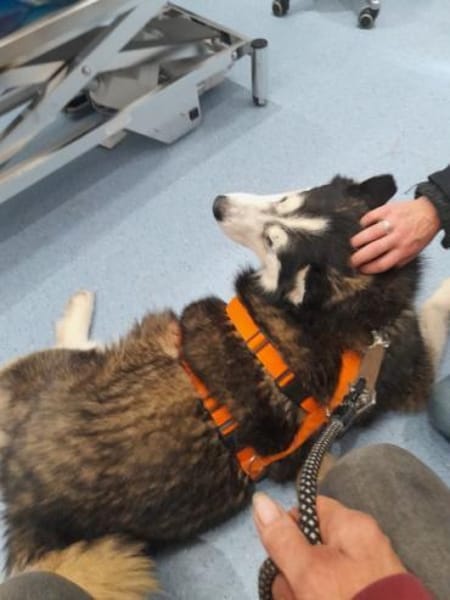 SKATT * freundliche Husky-Mix-Dame