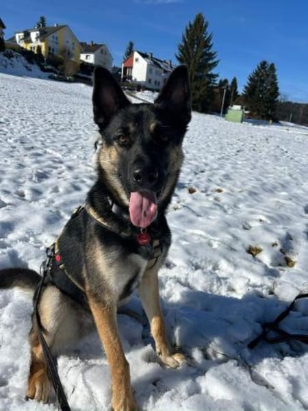 Oscar sucht dringend ein neues Zuhause