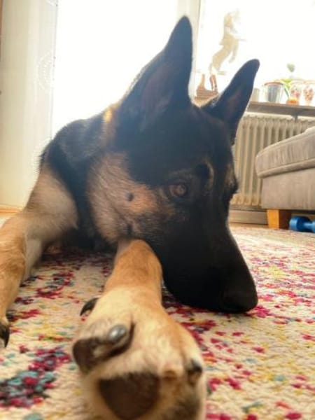 Oscar sucht dringend ein neues Zuhause